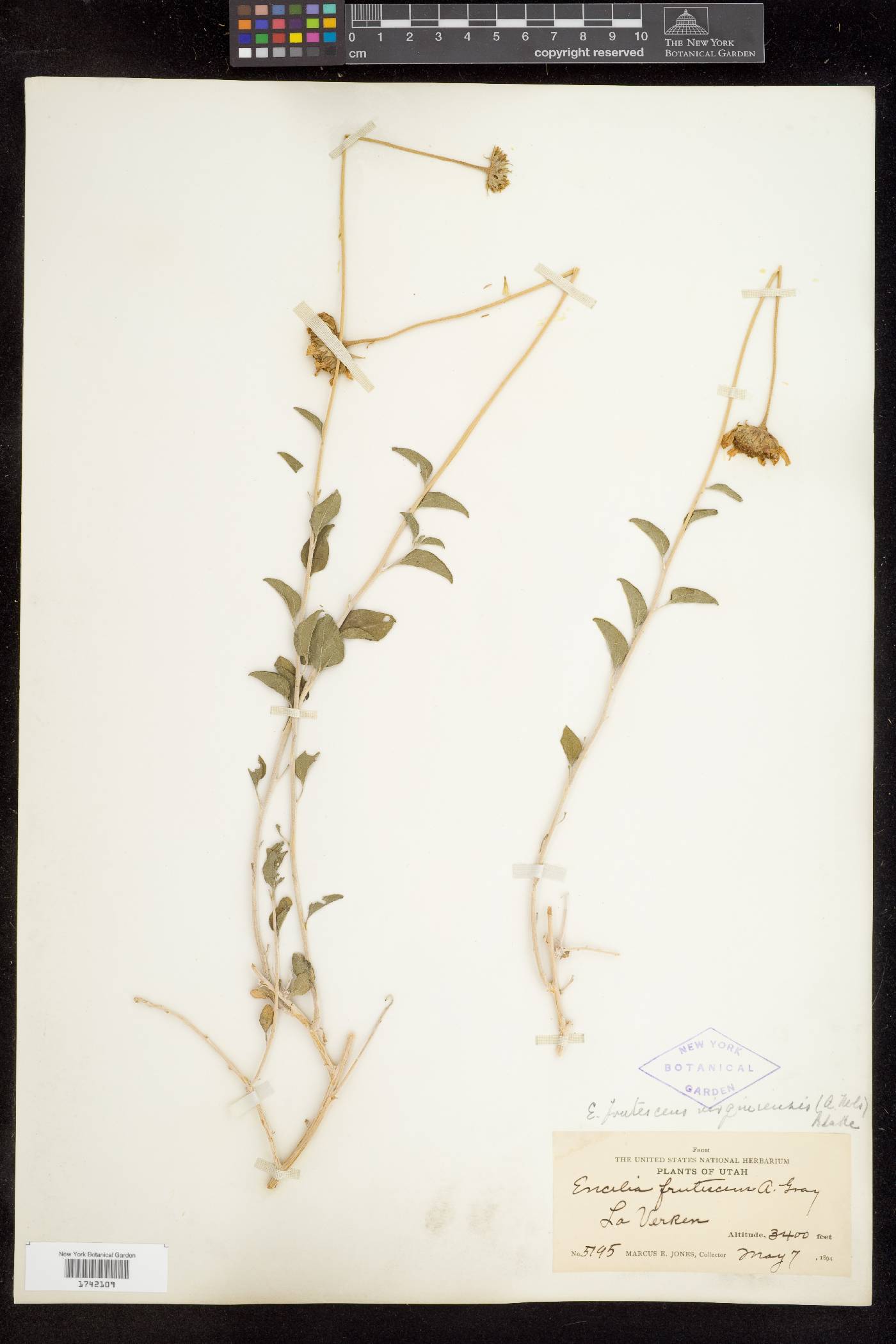 Encelia virginensis var. virginensis image