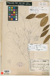 Zanthoxylum melanostictum image