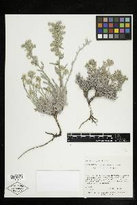 Oreocarya rugulosa image