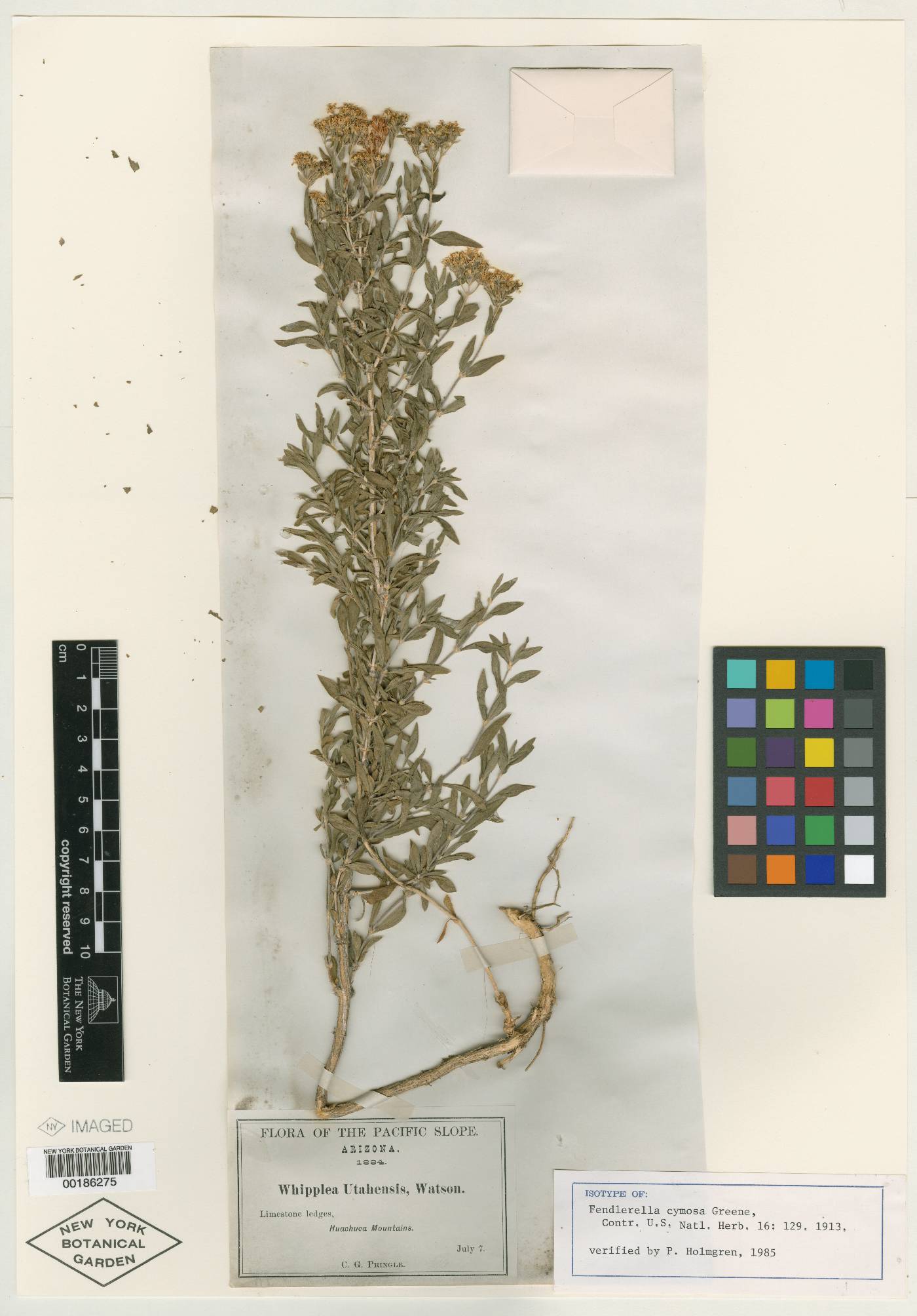 Fendlerella cymosa image