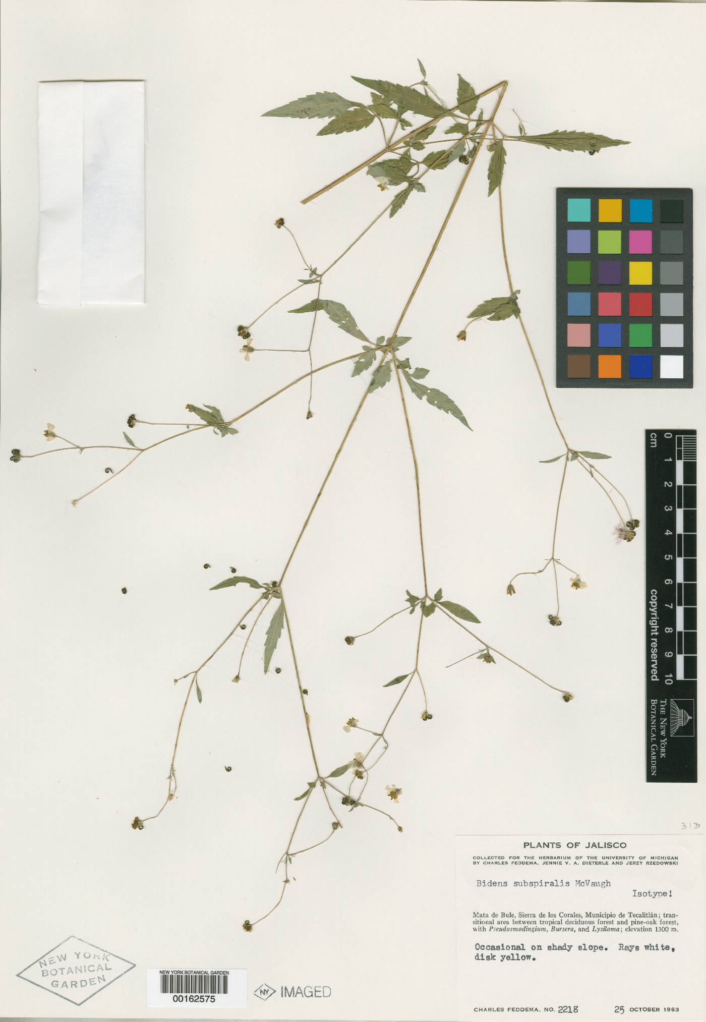 Bidens subspiralis image