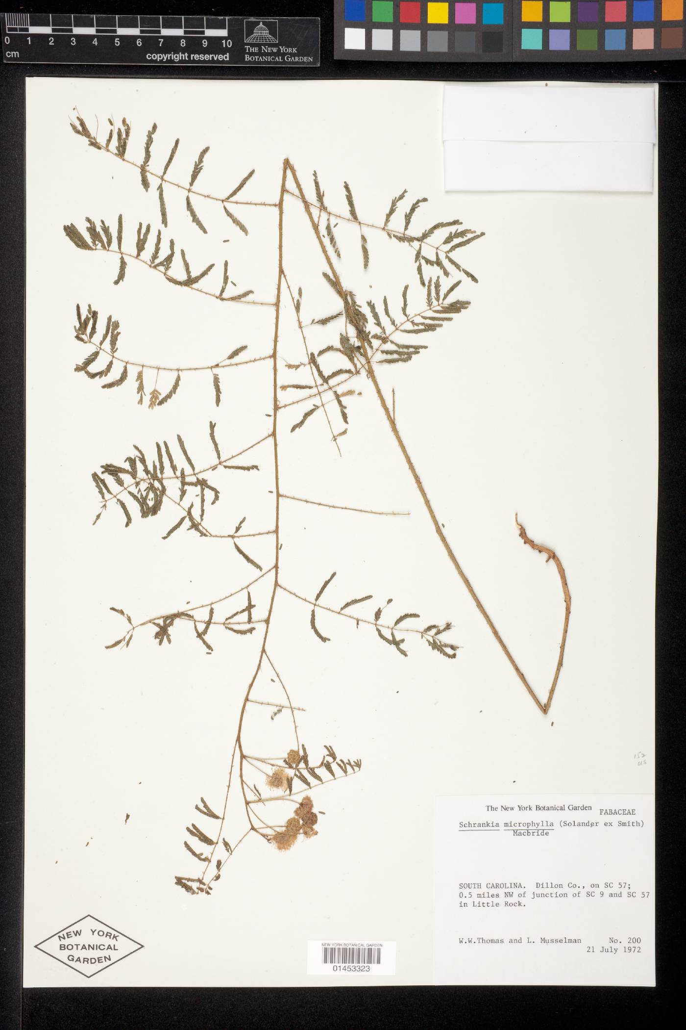 Mimosa microphylla image