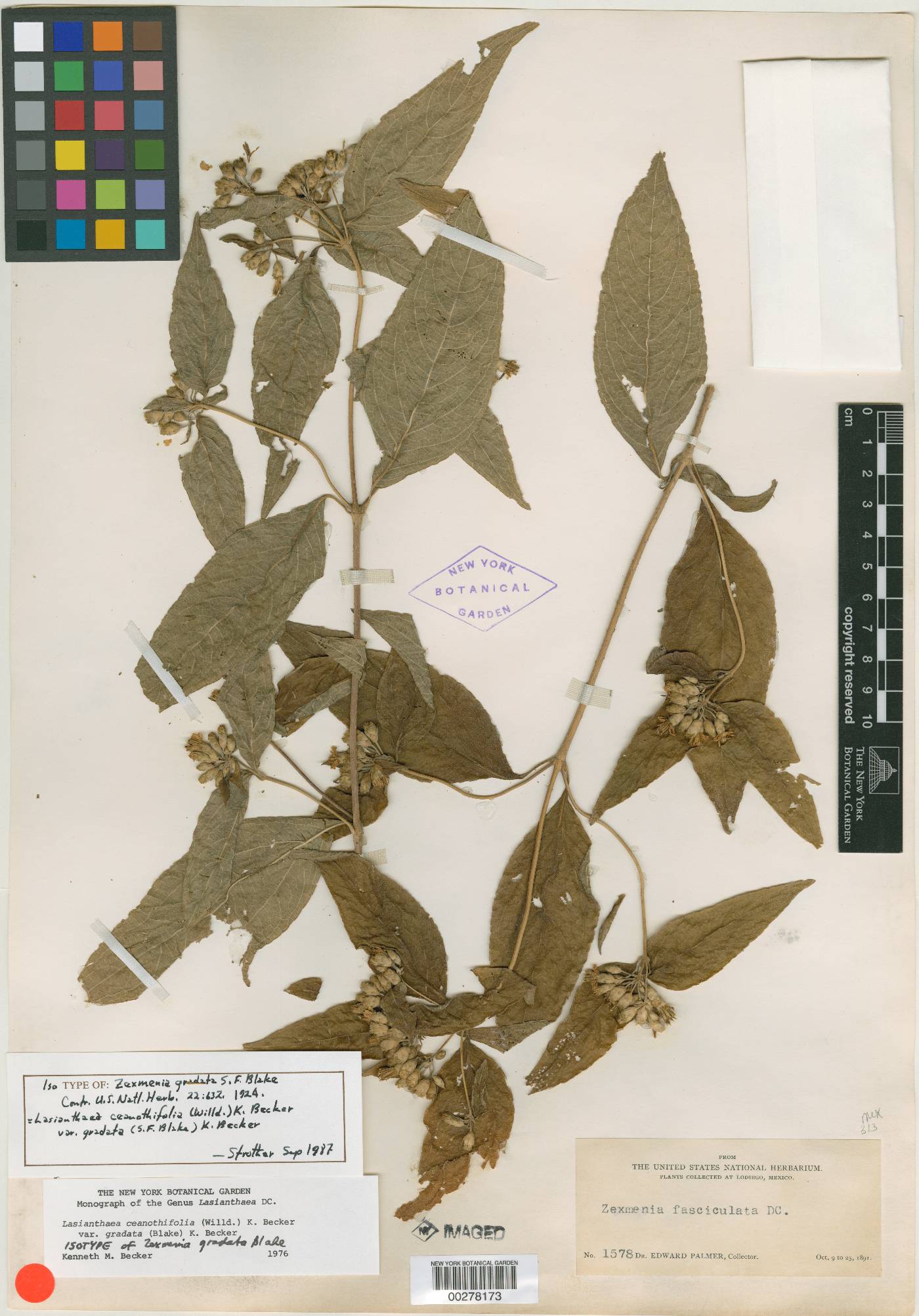 Lasianthaea ceanothifolia var. gradata image