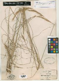 Aristida lanuginosa image