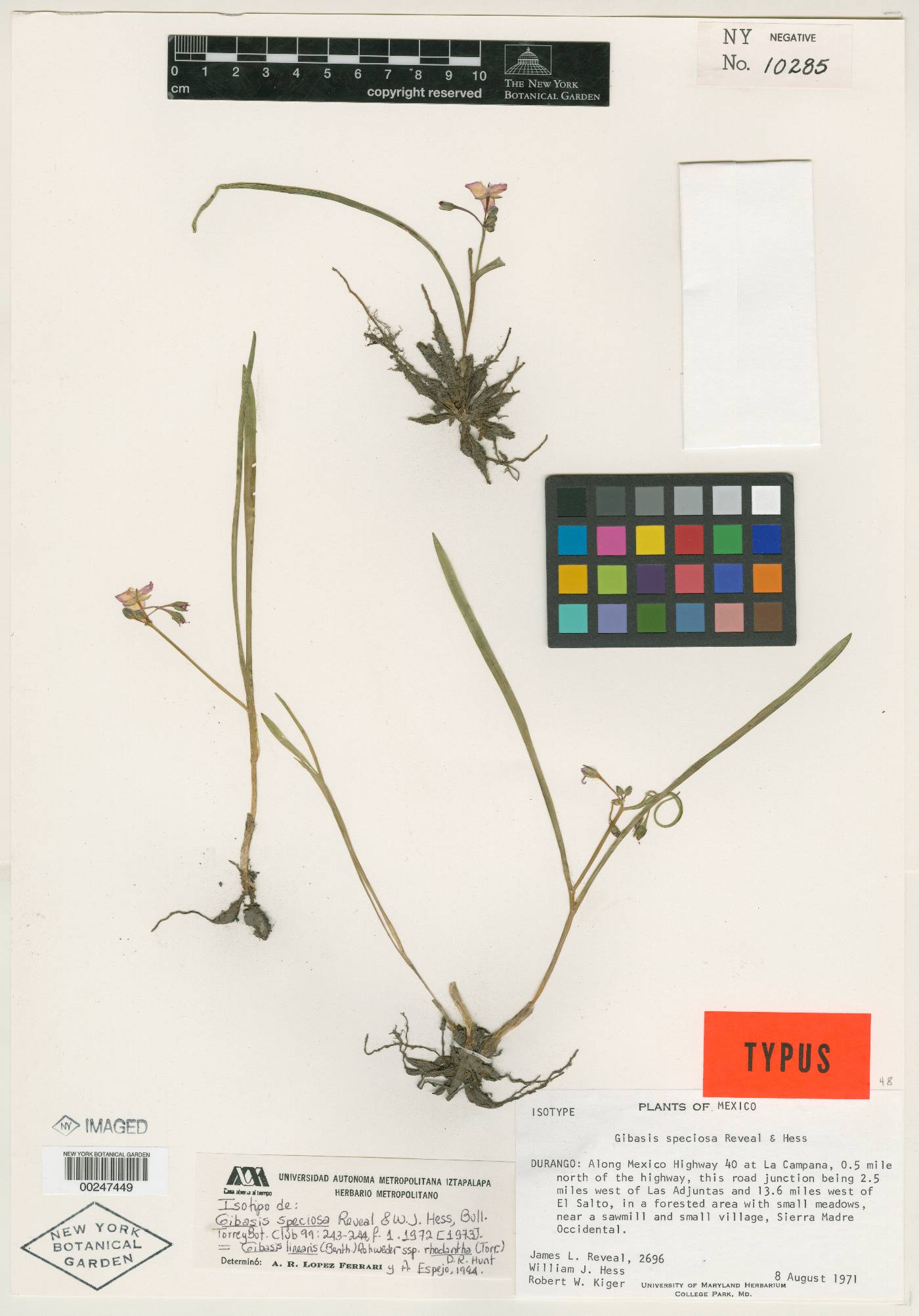 Gibasis linearis subsp. rhodantha image