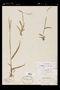 Paspalum setaceum var. muhlenbergii image