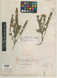 Phacelia strictiflora image