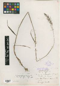 Image of Panicum octonodum