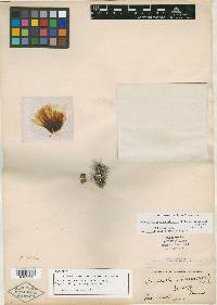 Image of Coryphantha echinoidea