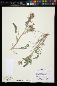 Astragalus malacus image