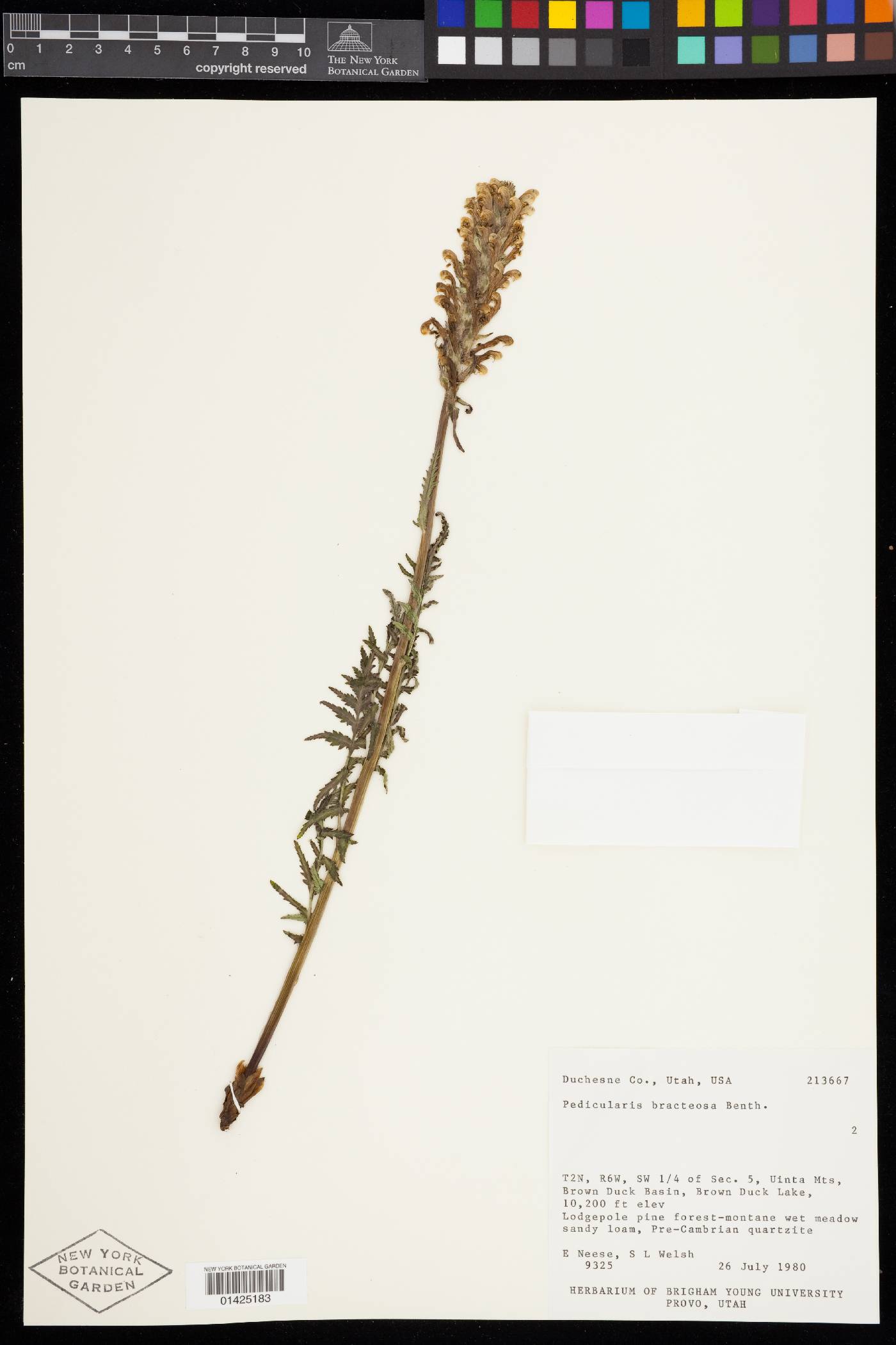 Pedicularis bracteosa var. paysoniana image