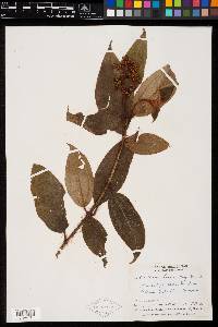 Miconia lacera image