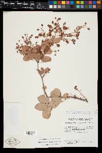 Pithecellobium oblongum image