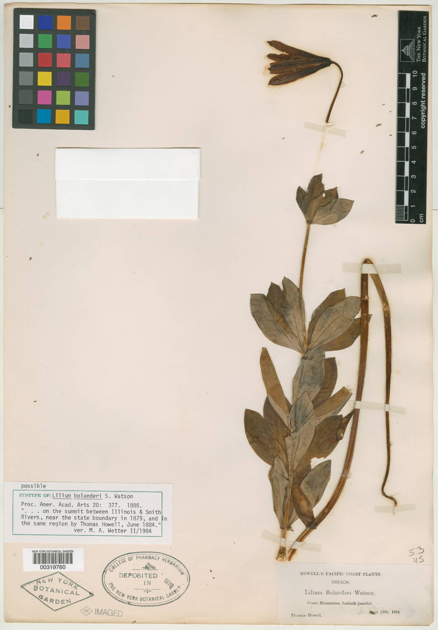 Lilium bolanderi image