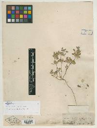 Image of Calamintha ilicifolia