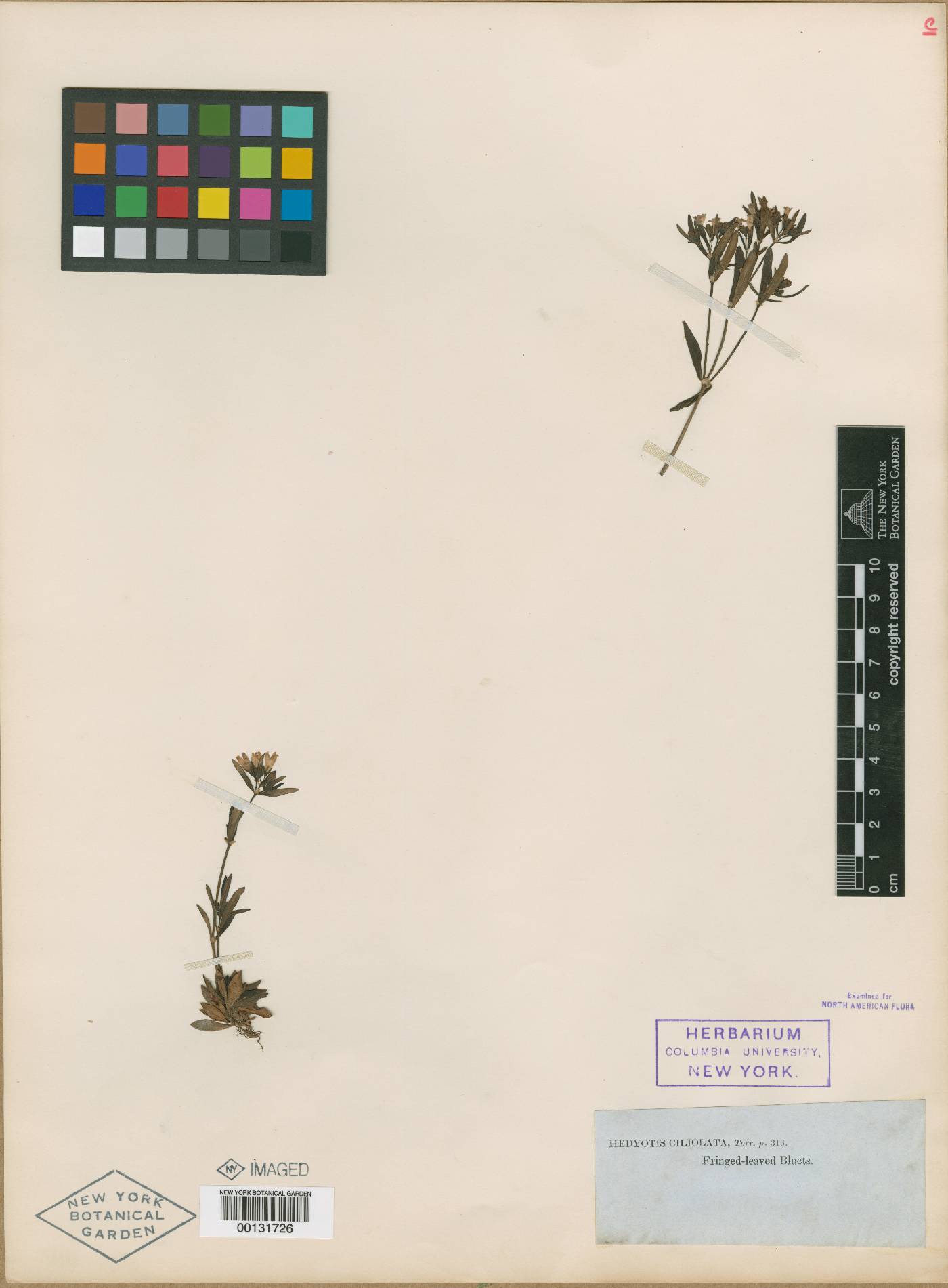 Oldenlandia ciliolata image