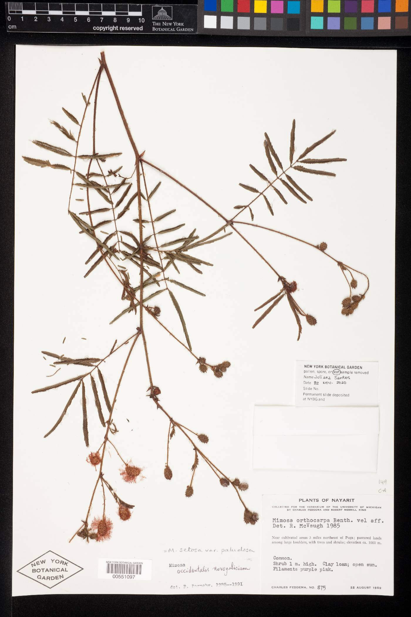 Mimosa setosa subsp. paludosa image