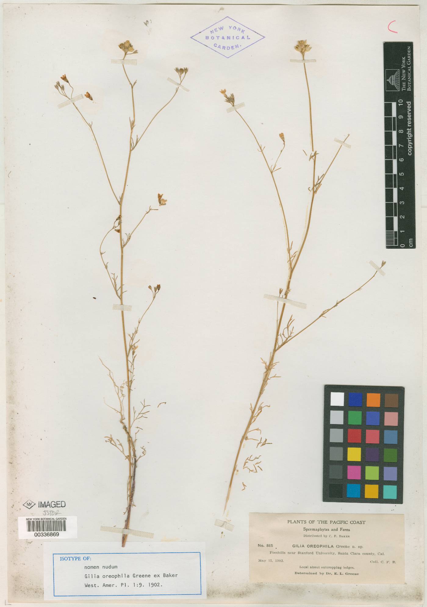 Gilia oreophila image
