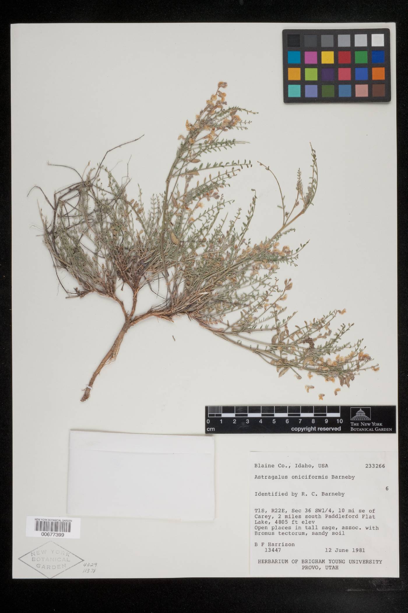 Astragalus oniciformis image