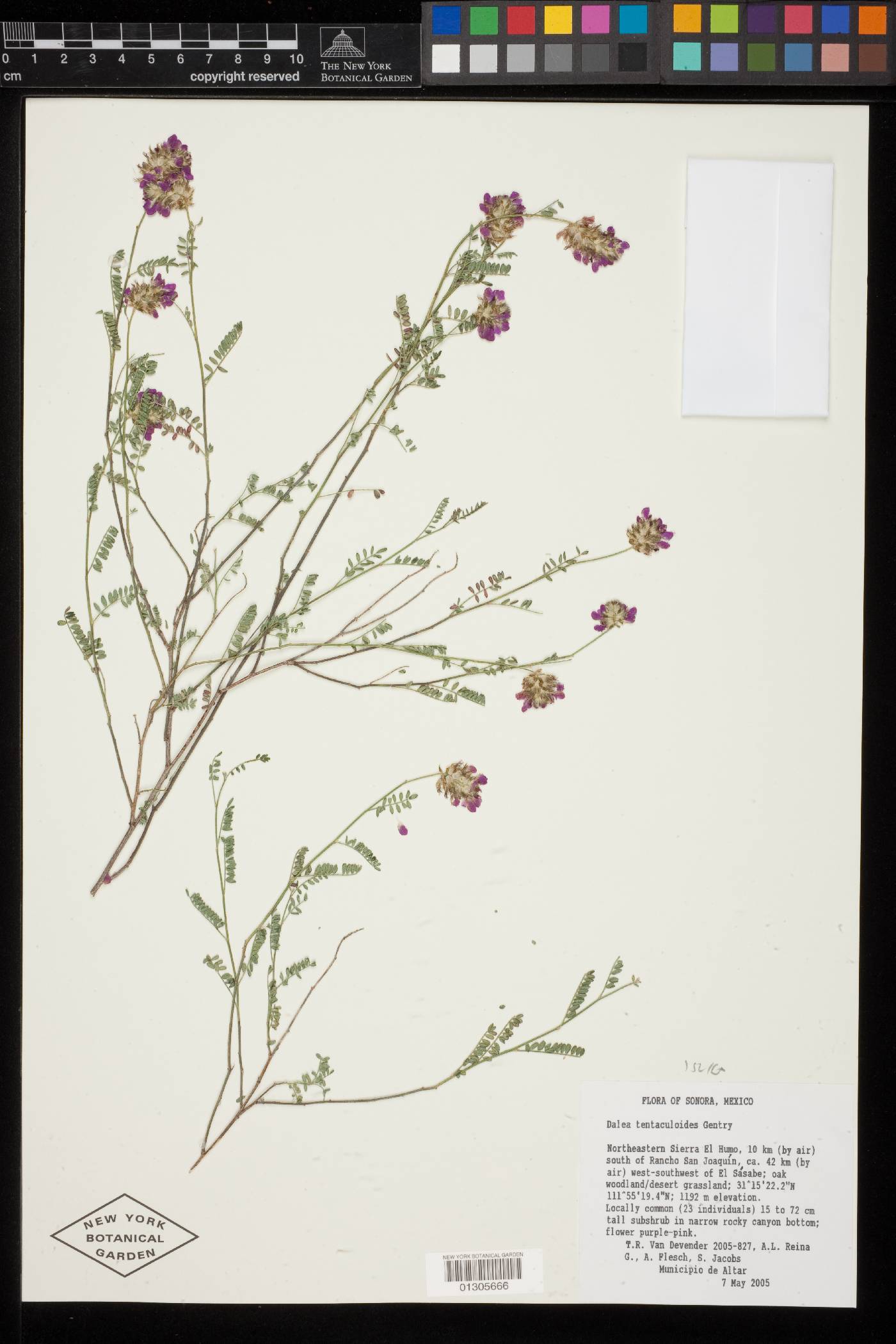 Dalea tentaculoides image