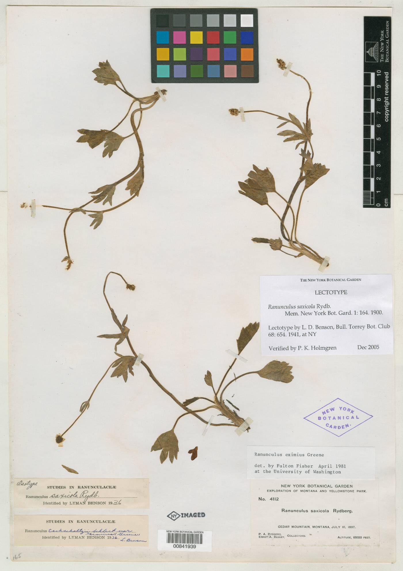 Ranunculus saxicola image