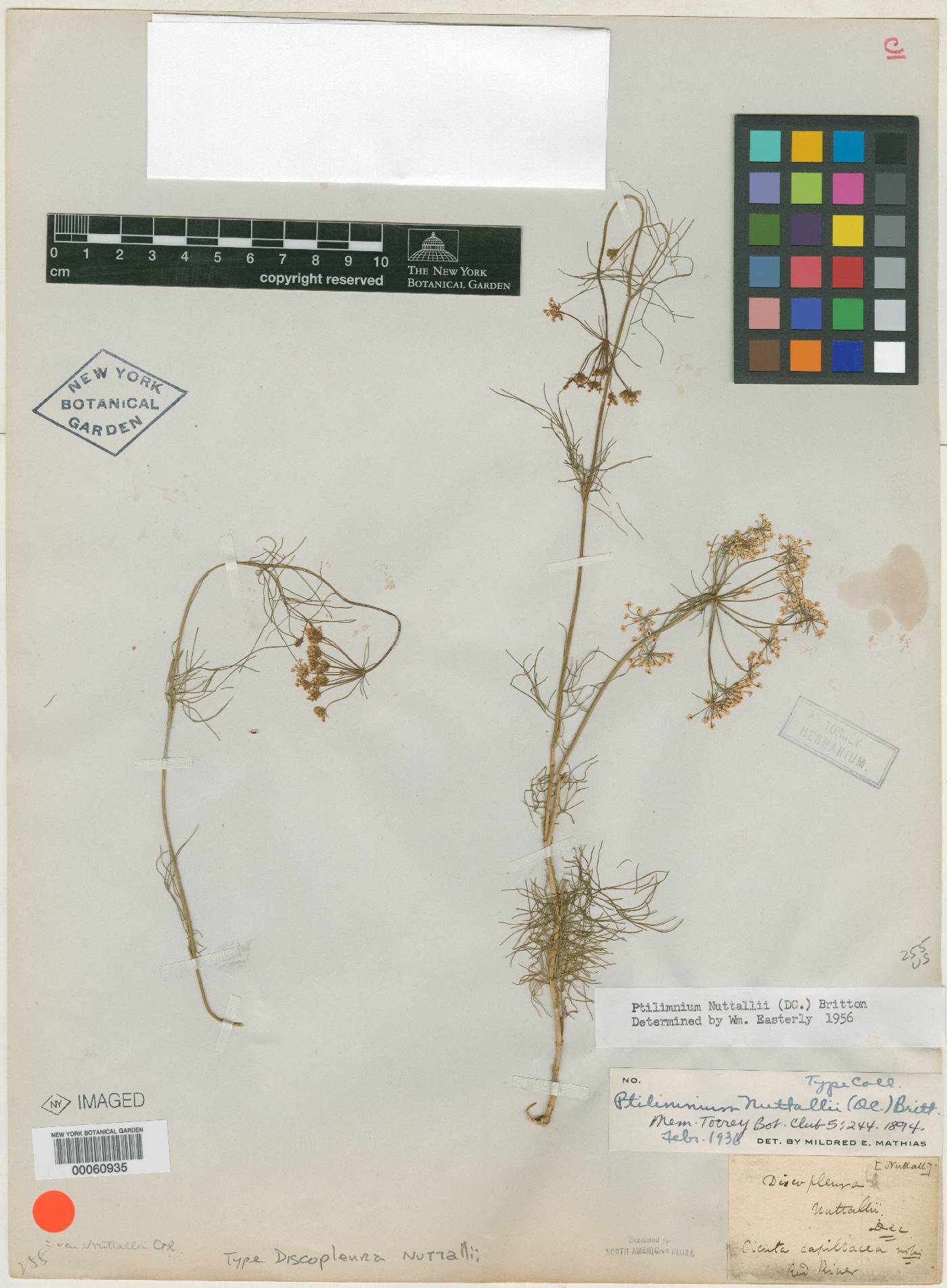 Discopleura nuttallii image