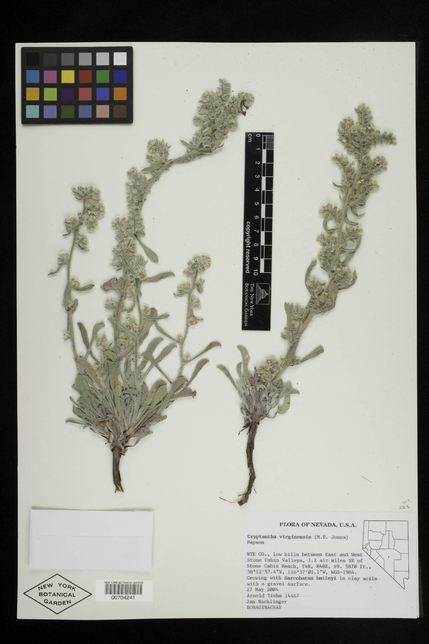 Oreocarya virginensis image