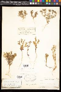 Phlox gracilis image