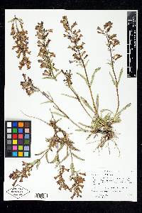 Penstemon confusus image