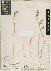 Haplopappus paniculatus image