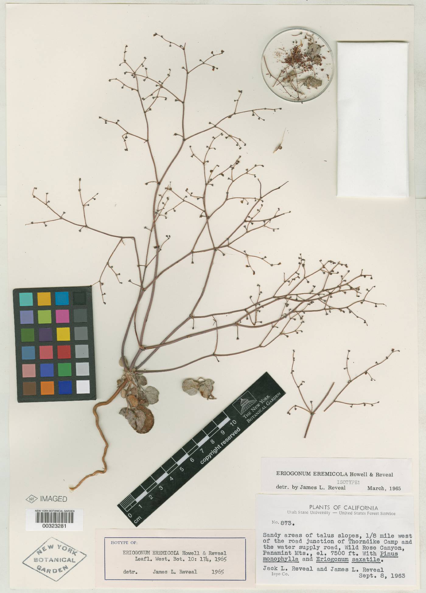 Eriogonum eremicola image