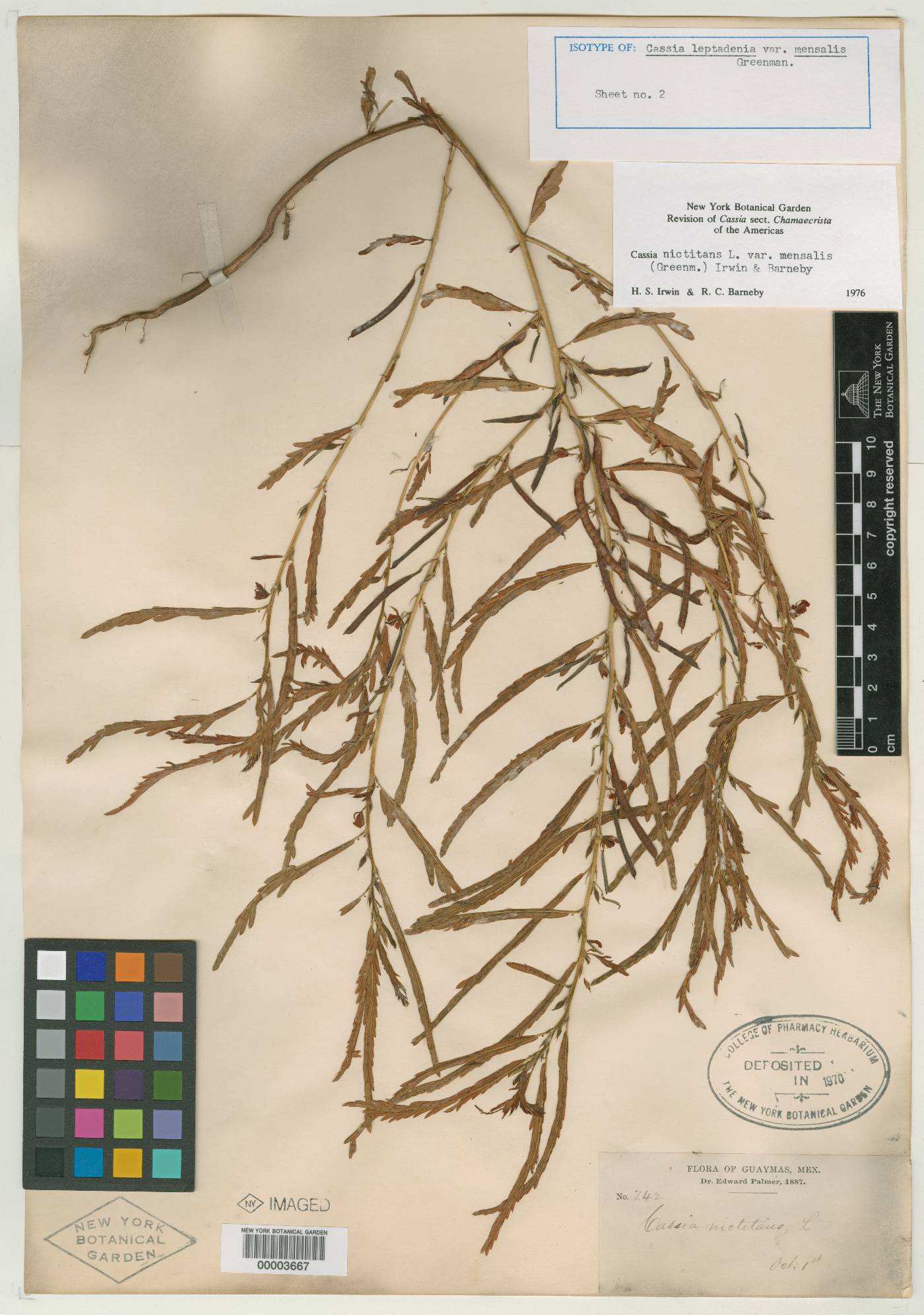 Chamaecrista nictitans var. mensalis image