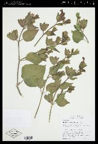 Mirabilis multiflora image