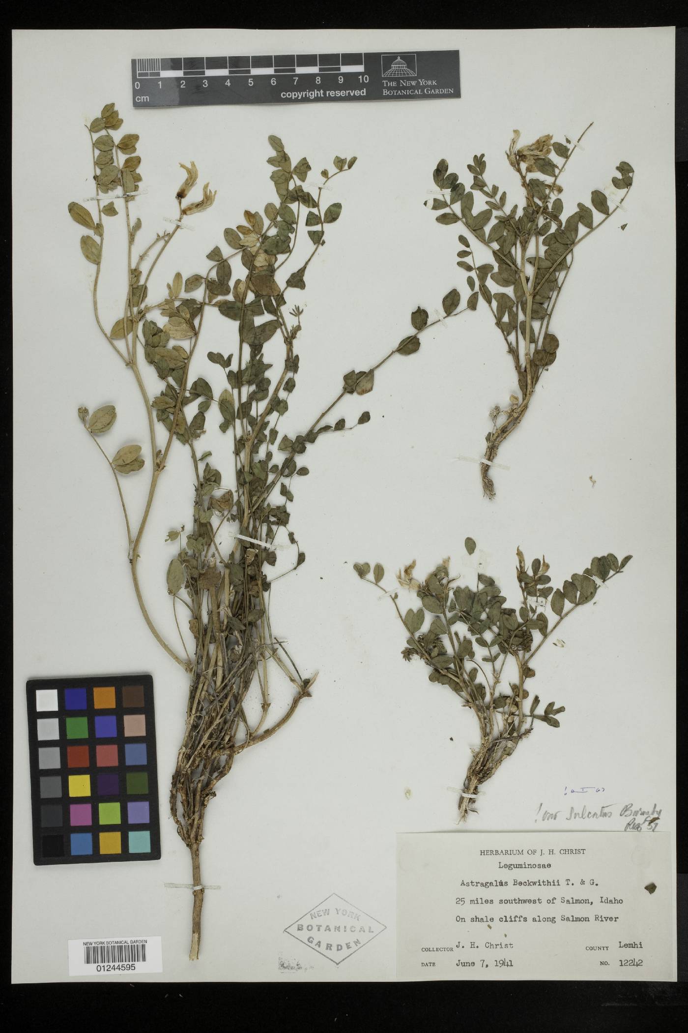 Astragalus beckwithii var. sulcatus image