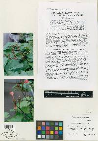 Ipomoea praematura image