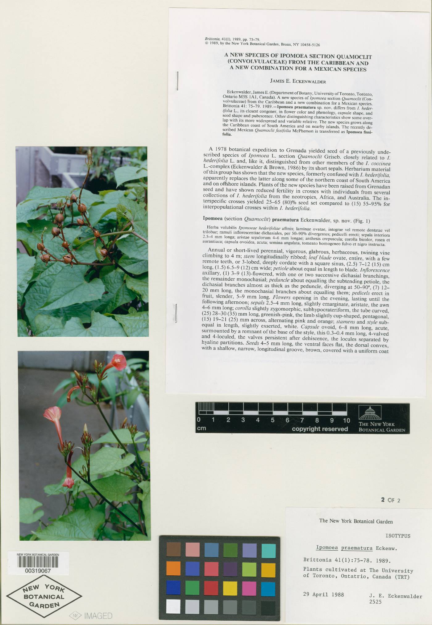 Ipomoea praematura image