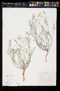 Astragalus straturensis image