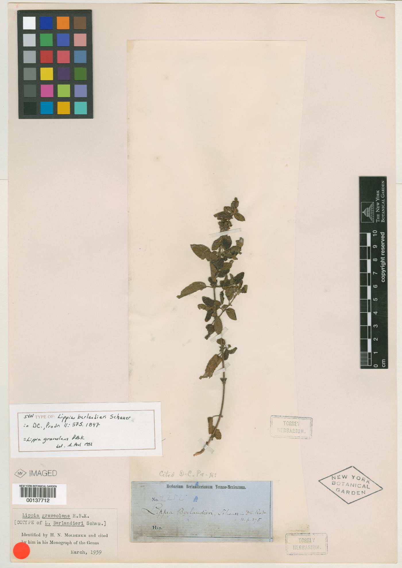 Lippia berlandieri image