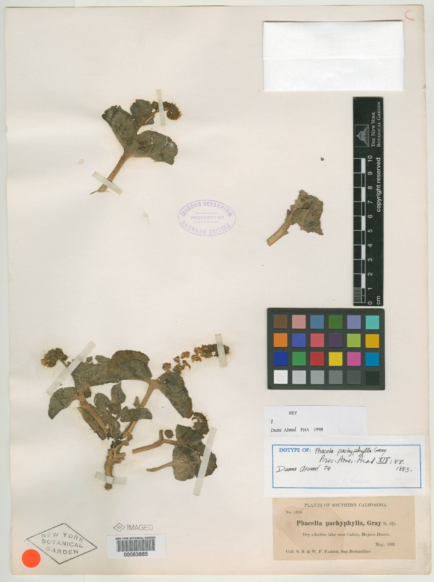 Phacelia pachyphylla image