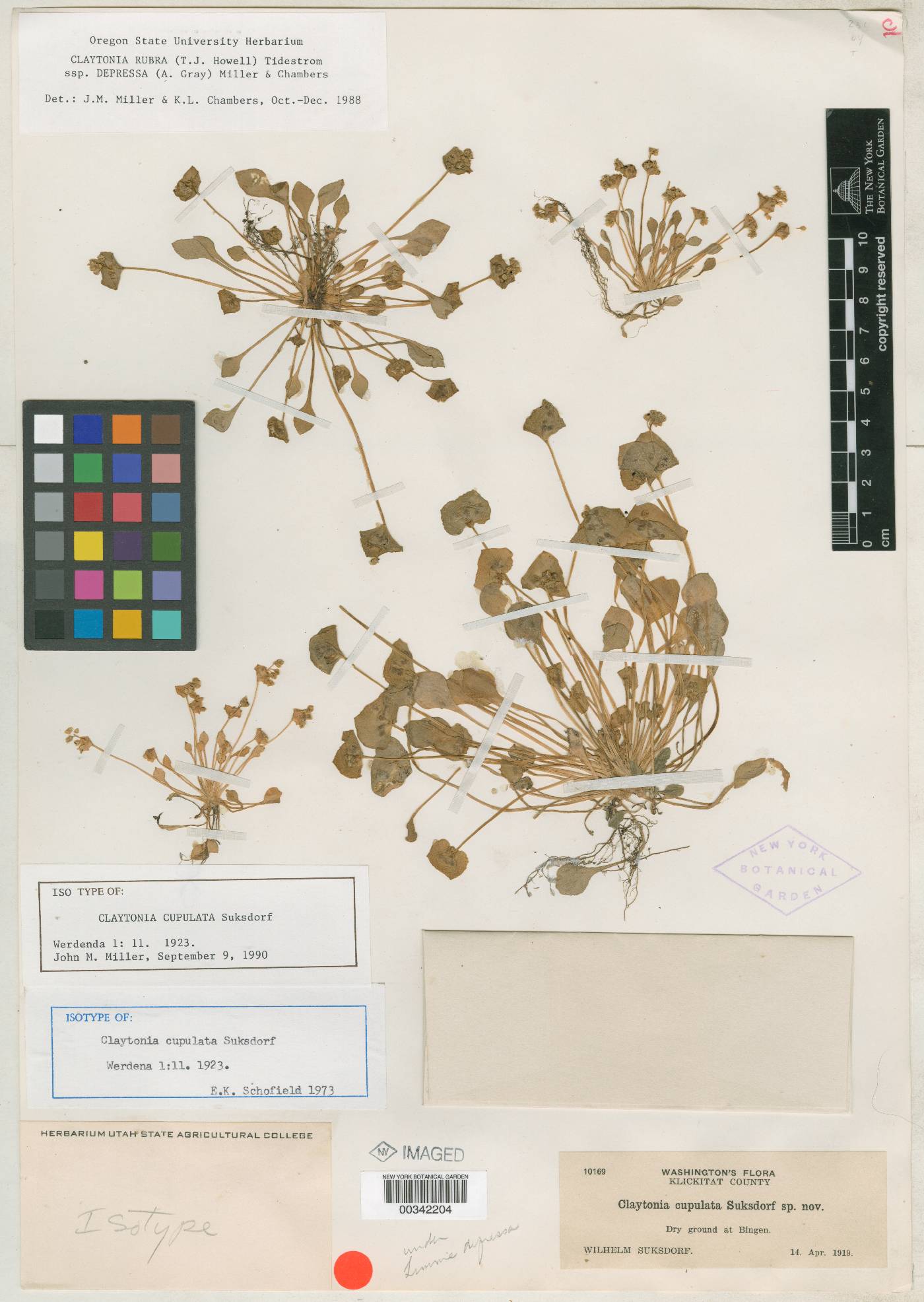 Claytonia rubra subsp. depressa image