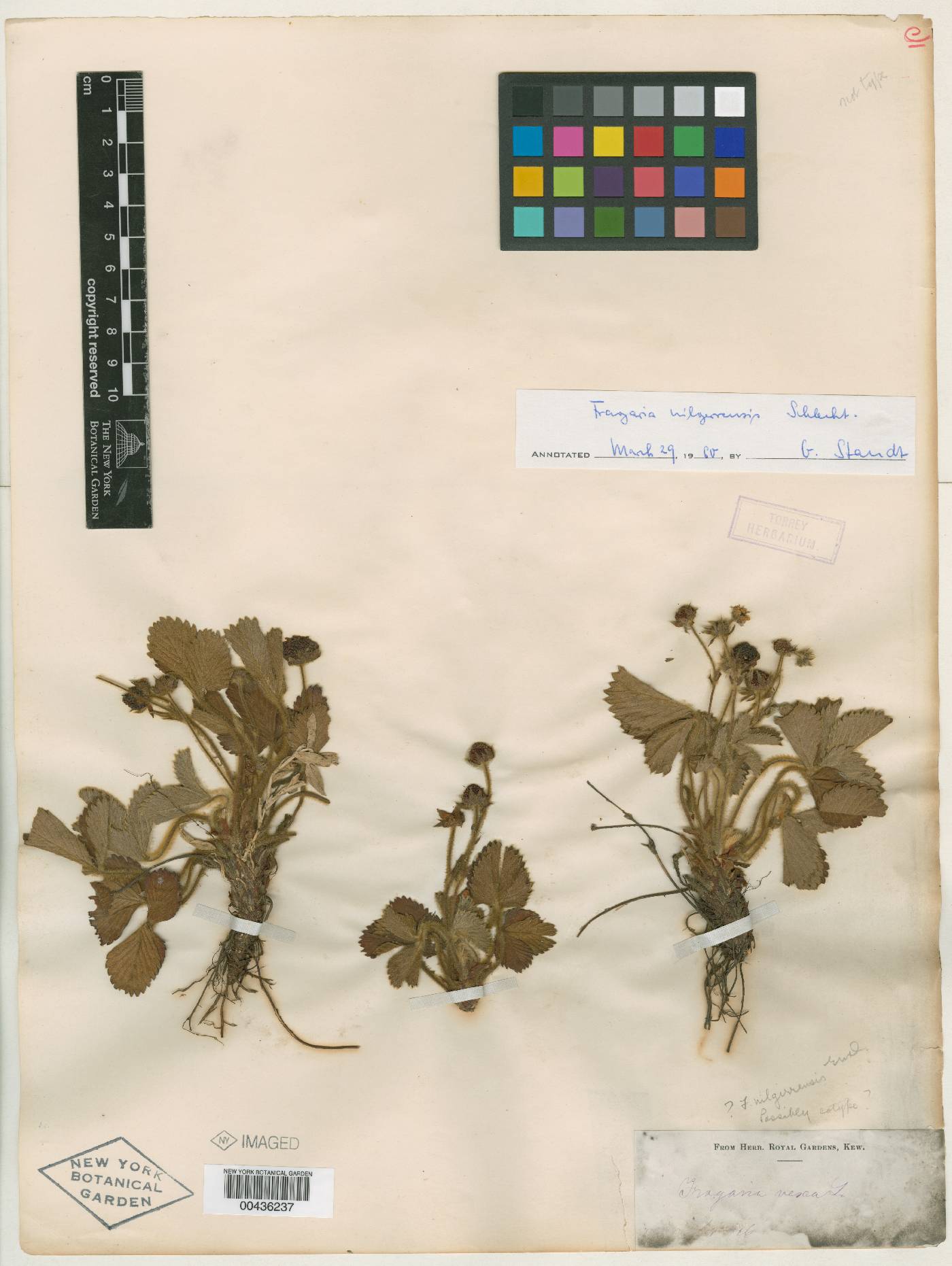 Fragaria nilgerrensis image
