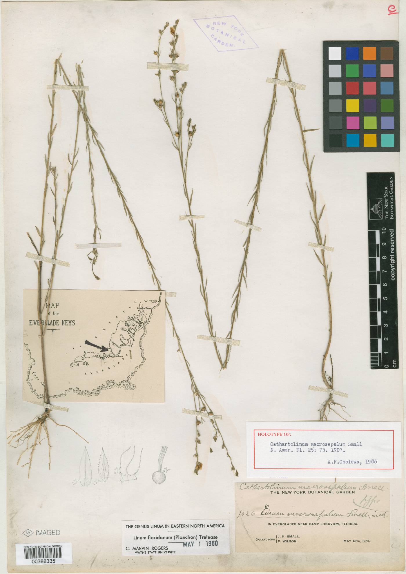 Cathartolinum macrosepalum image
