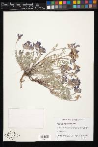 Astragalus missouriensis image