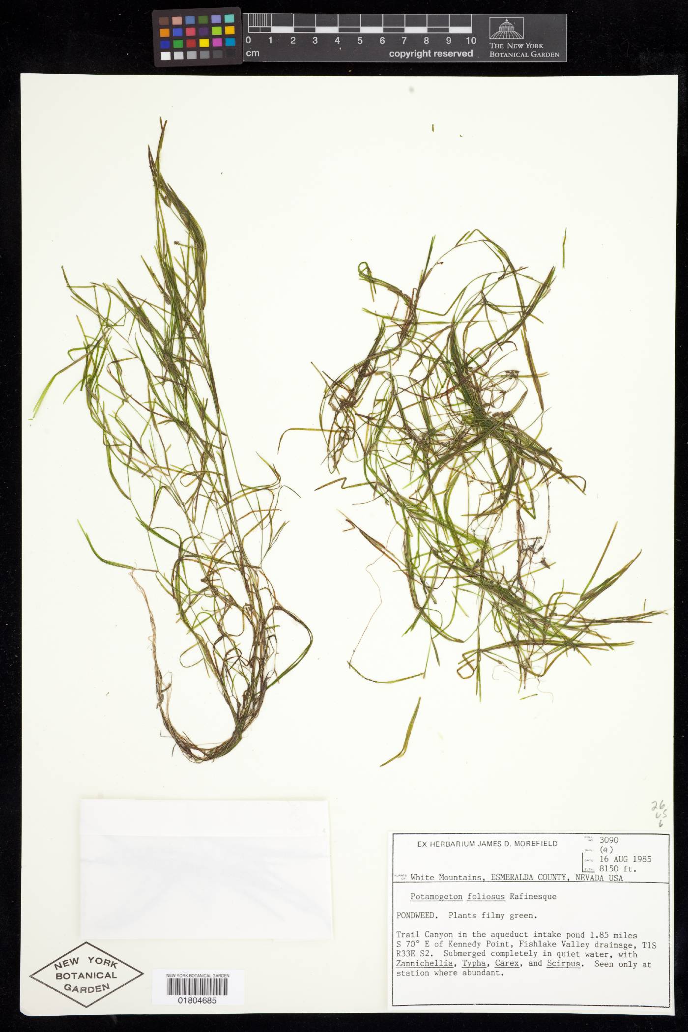Potamogeton foliosus var. foliosus image