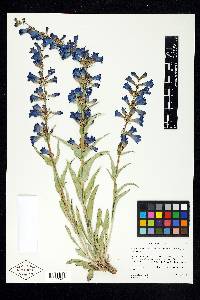 Penstemon cyananthus var. subglaber image