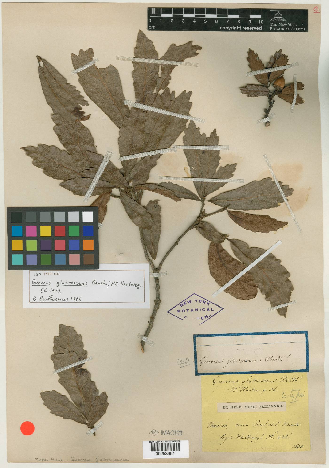 Quercus glabrescens image