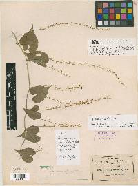 Dioscorea urceolata image