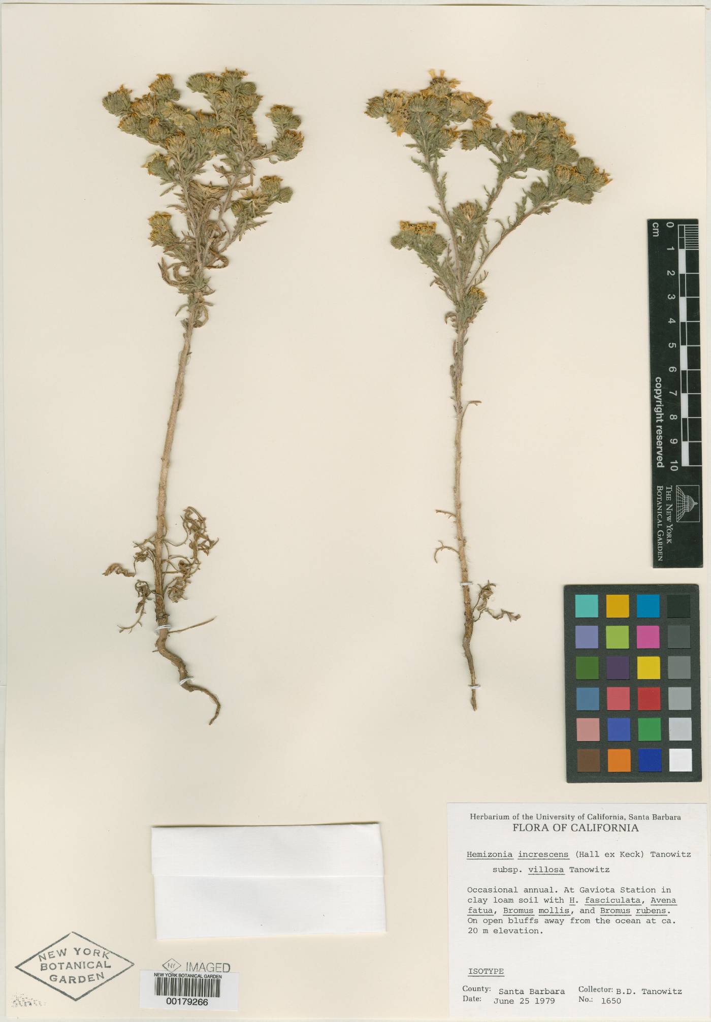 Hemizonia increscens subsp. villosa image