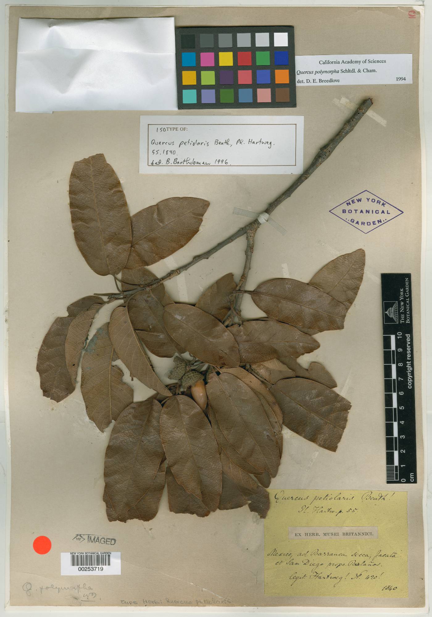 Quercus petiolaris image