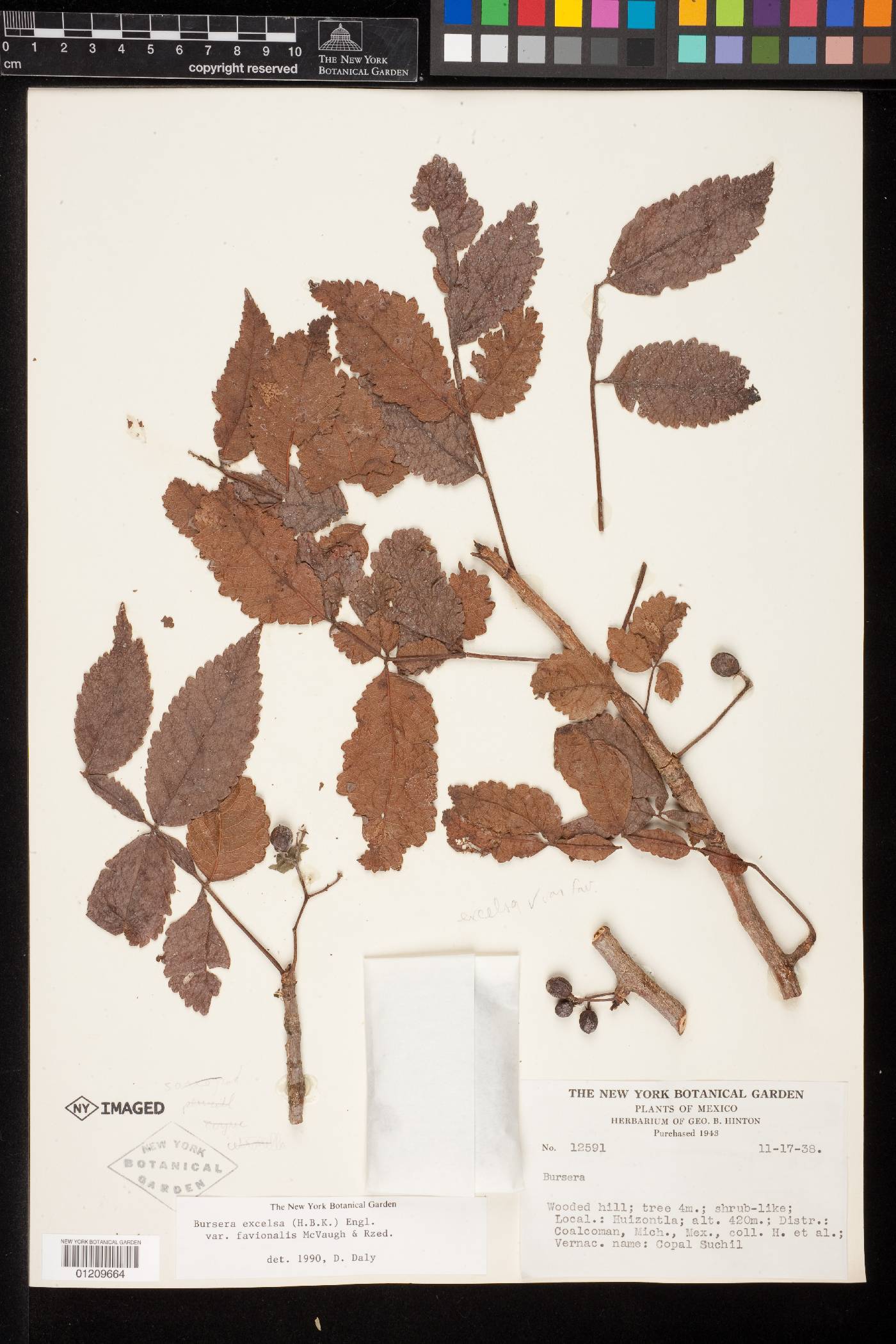 Bursera excelsa var. favionalis image